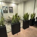 Office Plants Snakeplant in Fiber Indoor Plants UAE. Modern office interior with glass walls, plants in black pots, and office furniture.