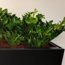 Office Plants in Rectangle Pot Plants UAE. Green potted plant in a black pot on a neutral background