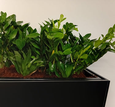 Office Plants in Rectangle Pot Plants UAE. Green potted plant in a black pot on a neutral background