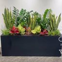 Office indoor Rectangle Pot Plants Dubai. Collection of various potted plants in a black rectangular planter against a white wall.