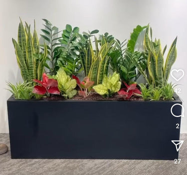 Office indoor Rectangle Pot Plants Dubai. Collection of various potted plants in a black rectangular planter against a white wall.