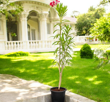 Oleander (Nerium Oleander) – Hardy Flowering Shrub for UAE Gardens 1