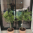 Olive Tree 110cm from Spain Plants UAE. Two potted plants on a table with a reflective glass door in the background.