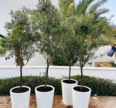 Olive Tree 180cm Outdoor Plants Dubai. Four potted trees in white pots on a patio with a white wall and greenery in the background.