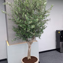 Olive Tree (2.2m–2.4m) in Premium Beige Fiber Pot Plants UAE.