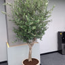 Olive Tree (2.2m–2.4m) in Premium Beige Fiber Pot Plants UAE.