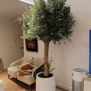 Olive Tree (2.5 m) Outdoor Plants UAE. Potted olive tree in a living room setting with furniture and decor.