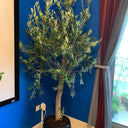 Olive Tree 2meters to 2.2m in Ceramic Pot Plants UAE. Potted plant on a windowsill with a blue wall and window in the background