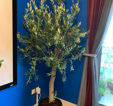 Olive Tree 2meters to 2.2m in Ceramic Pot Plants UAE. Potted plant on a windowsill with a blue wall and window in the background