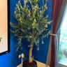 Olive Tree 2meters to 2.2m in Ceramic Pot Plants UAE. Potted plant on a windowsill with a blue wall and window in the background