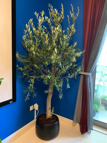 Olive Tree 2meters to 2.2m in Ceramic Pot Plants UAE. Potted plant on a windowsill with a blue wall and window in the background
