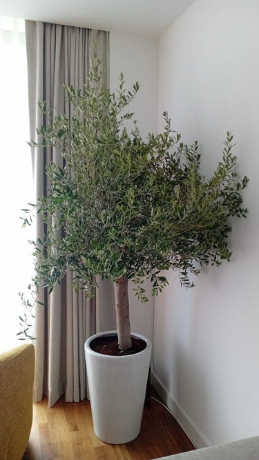 Olive Tree Big Head from Spain IndoorPlants UAE. Potted plant in a room with a white wall and a curtain.