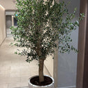 Olive Tree Big Premium Plants UAE. Potted plant in a modern indoor setting.
