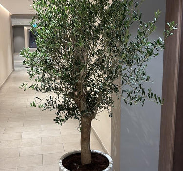Olive Tree Big Premium Plants UAE. Potted plant in a modern indoor setting.