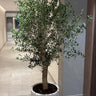 Olive Tree Big Premium Plants UAE. Potted plant in a modern indoor setting.