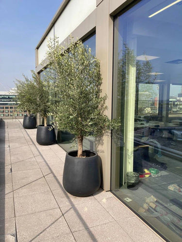 Olive Tree Black Fiber Pot Outdoor Plants UAE. Potted olive trees on a rooftop with a modern building in the background 