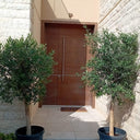 Olive Tree Bundle 2pc 20-year-old from Spain in UAE. Modern building entrance with a brown door flanked by potted trees.