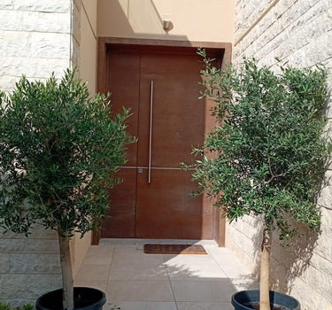 Olive Tree Bundle 2pc 20-year-old from Spain in UAE. Modern building entrance with a brown door flanked by potted trees.