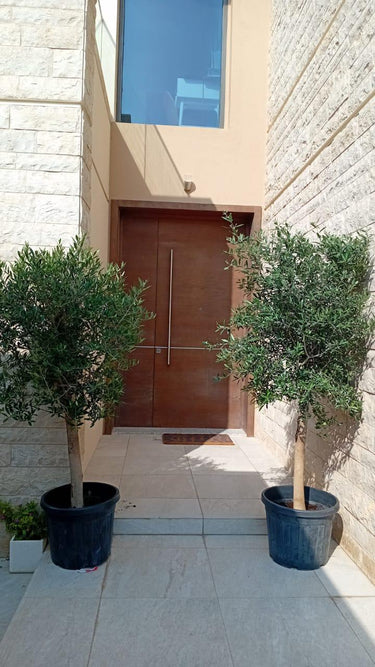 Olive Tree Bundle 2pc 20-year-old from Spain in UAE. Modern building entrance with a brown door flanked by potted trees.