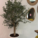 Olive Tree Large 1.8m to 2m from Spain Plants UAE. Potted plant in a room with mirrors on the wall