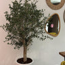 Olive Tree Large 1.8m to 2m from Spain Plants UAE. Potted plant in a room with mirrors on the wall