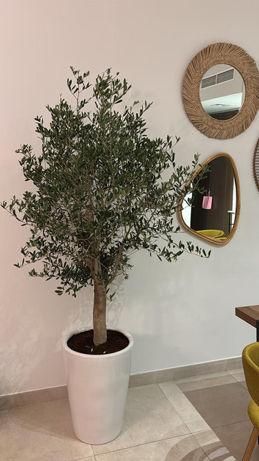 Olive Tree Large 1.8m to 2m from Spain Plants UAE. Potted plant in a room with mirrors on the wall