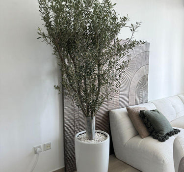 Olive Tree Large Ceramic Pot. Potted plant in a modern living room with a white sofa and decorative pillows.