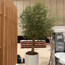 Olive Tree Premium 3m Plants UAE. Potted plant on a wooden platform with a neutral background