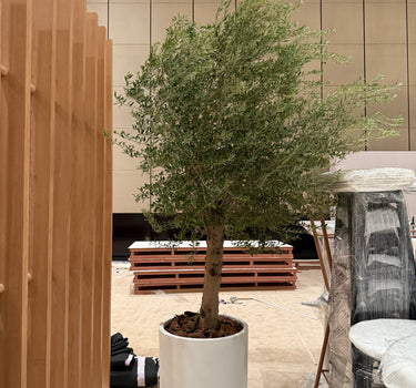 Olive Tree Premium 3m Plants UAE. Potted plant on a wooden platform with a neutral background