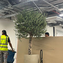 Olive Tree Xlarge 2.5 to 3m Premium Plants UAE. Person in high-visibility jacket standing next to a large potted tree in an indoor setting.