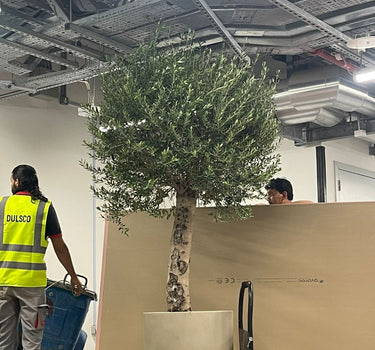 Olive Tree Xlarge 2.5 to 3m Premium Plants UAE. Person in high-visibility jacket standing next to a large potted tree in an indoor setting.