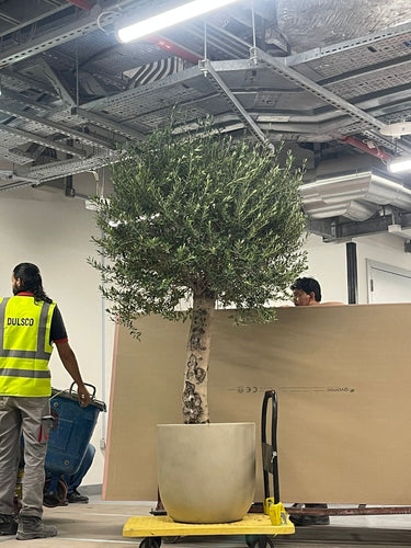 Olive Tree Xlarge 2.5 to 3m Premium Plants UAE. Person in high-visibility jacket standing next to a large potted tree in an indoor setting.