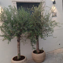 Olive Tree in Beige Big Head Big Trunk Plants UAE. Two potted olive trees against a white wall on a stone pavement.