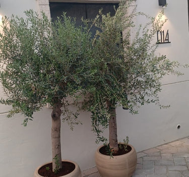 Olive Tree in Beige Big Head Big Trunk Plants UAE. Two potted olive trees against a white wall on a stone pavement.