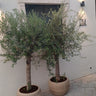Olive Tree in Beige Big Head Big Trunk Plants UAE. Two potted olive trees against a white wall on a stone pavement.