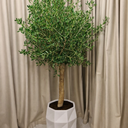 Olive Tree in White Indoor or Outdoor Height 2m Plants UAE. Potted plant in a geometric pot against beige curtains