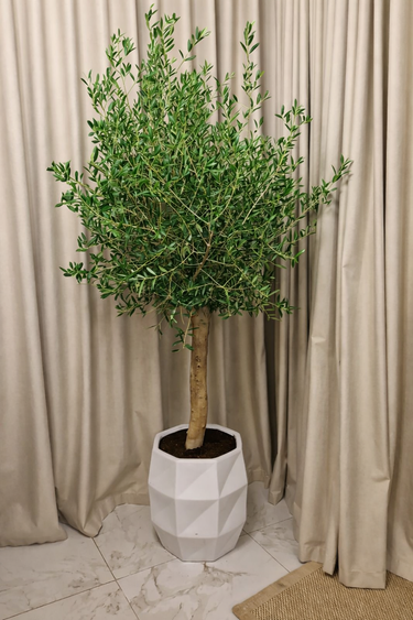 Olive Tree in White Indoor or Outdoor Height 2m Plants UAE. Potted plant in a geometric pot against beige curtains