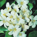 Murraya Paniculata ‘Exotica’ – Orange Jasmine 4