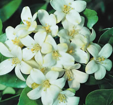 Murraya Paniculata ‘Exotica’ – Orange Jasmine 4