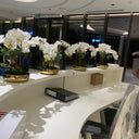 Orchid Arrangement Indoor Plants UAE. Modern office reception area with white orchids on a curved desk.