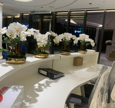 Orchid Arrangement Indoor Plants UAE. Modern office reception area with white orchids on a curved desk.