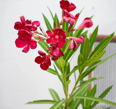 Oleander (Nerium Oleander) – Hardy Flowering Shrub for UAE Gardens 3