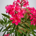 Oleander (Nerium Oleander) – Hardy Flowering Shrub for UAE Gardens 2