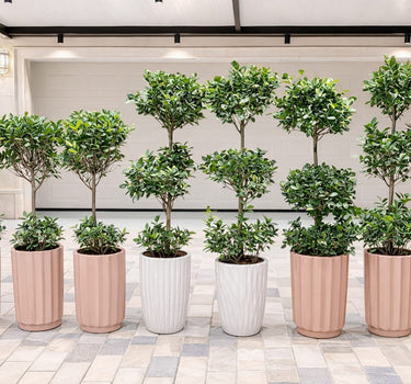 Outdoor Bundle Premium Pots Plants UAE. Row of potted plants in various pots on a tiled floor.