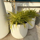 Outdoor Plant Spider Plants UAE. Two potted plants with gold leaves on a stone patio