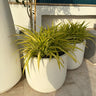 Outdoor Plant Spider Plants UAE. Two potted plants with gold leaves on a stone patio