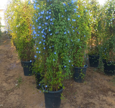 Outdoor Plant Wall Creepers Plants UAE. Row of potted plants with green foliage and blue flowers on a dirt ground.