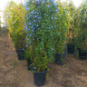 Outdoor Plant Wall Creepers Plants UAE. Row of potted plants with green foliage and blue flowers on a dirt ground.