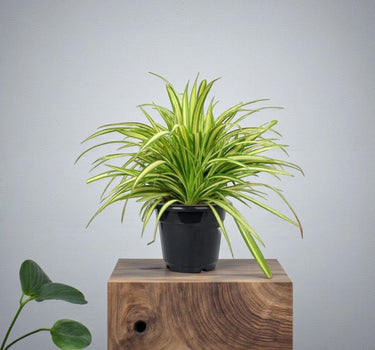 Pandanus Baptistii Variegata 1