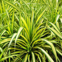 Pandanus Baptistii Variegata 2